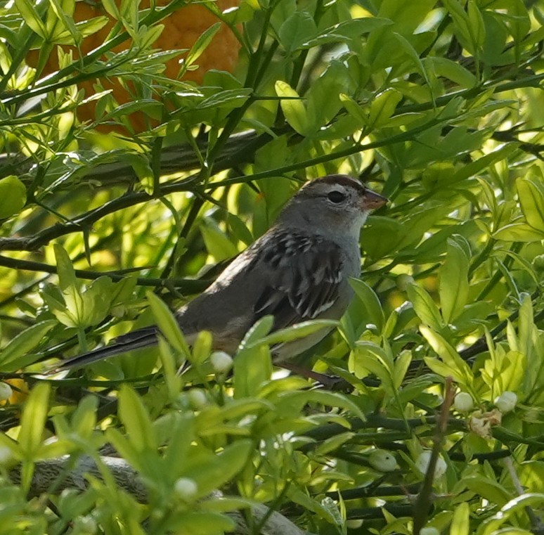 גיבתונית לבנת-כיפה - ML652094958