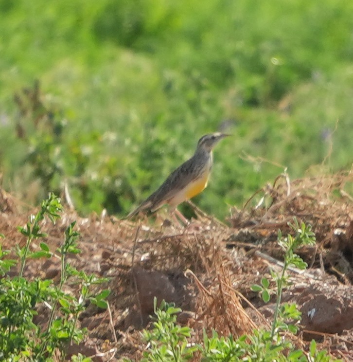Western Meadowlark - ML652094966
