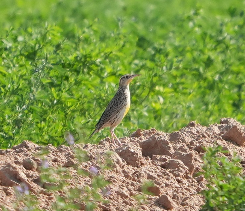 Western Meadowlark - ML652094967