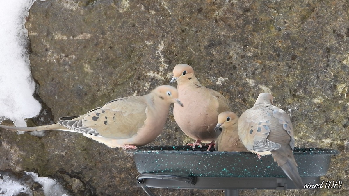 Плачущая горлица - ML652095301