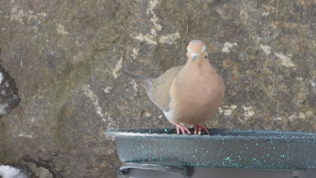 Плачущая горлица - ML652095318