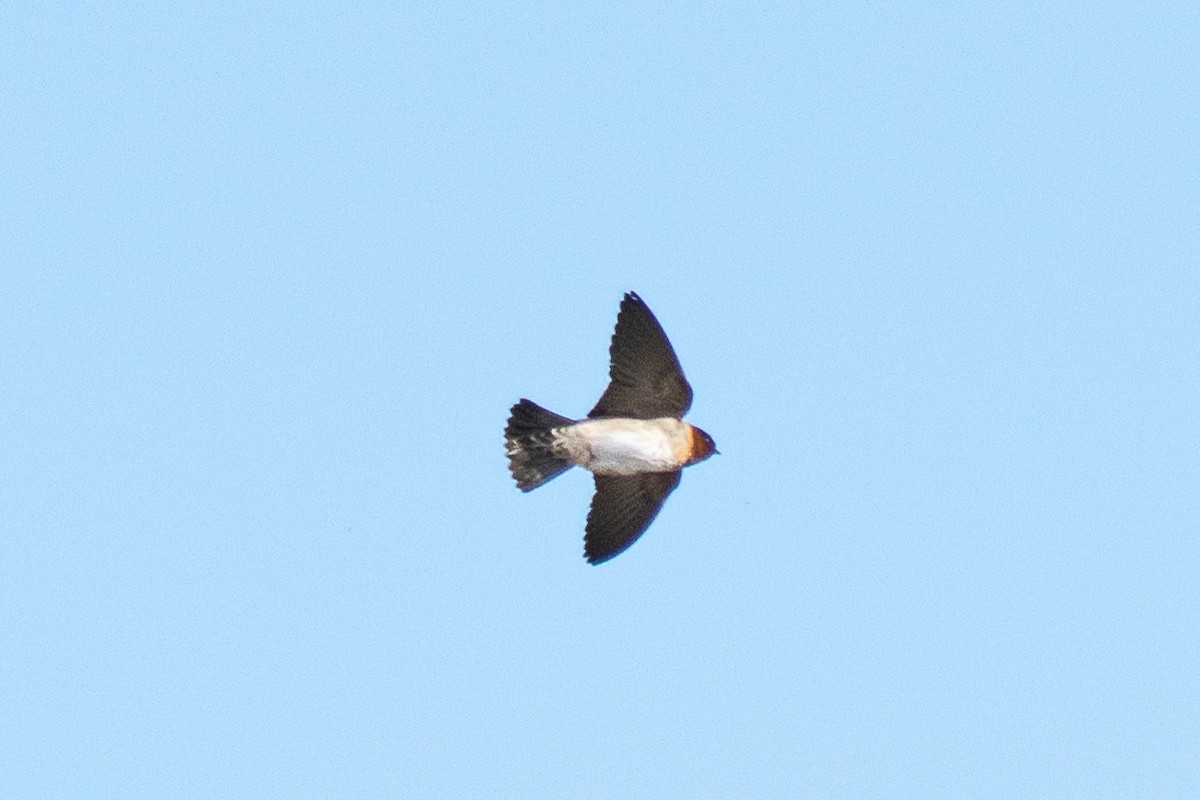 סנונית אמריקנית - ML652095418