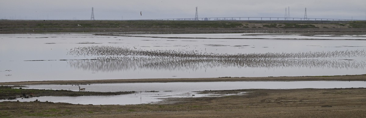 Alaska Kumkuşu - ML652095499