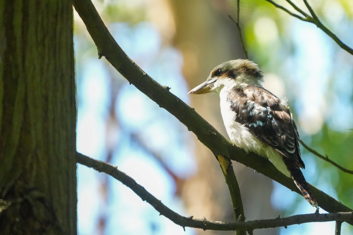 Смеющаяся кукабара - ML652095693