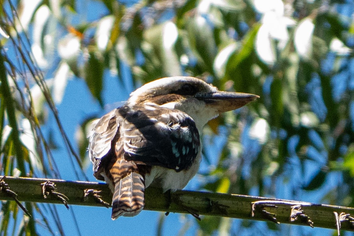 Смеющаяся кукабара - ML652095702