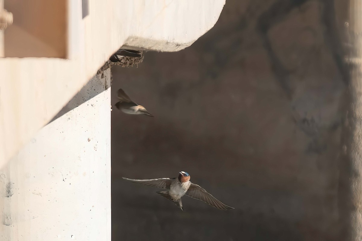 Cliff Swallow - ML652095730