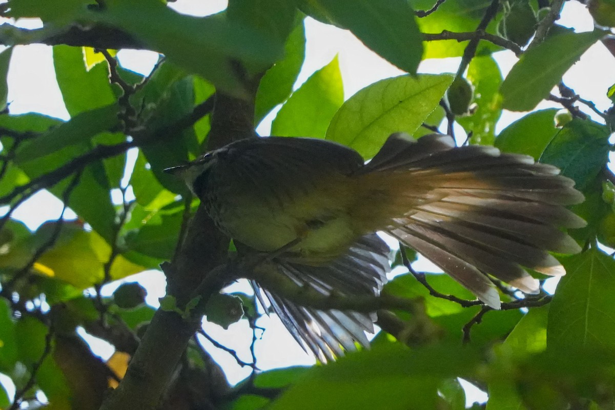 Australian Rufous Fantail - ML652095741