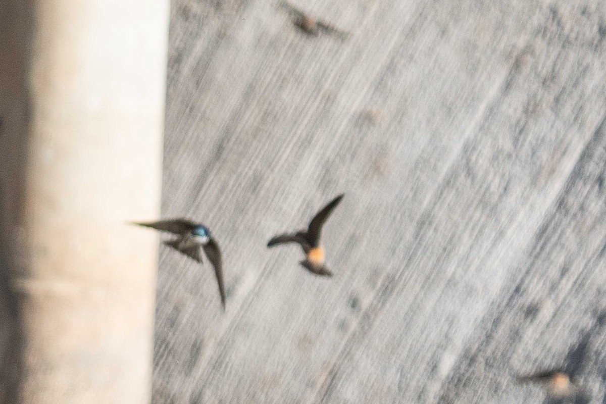 Tree Swallow - ML652095789