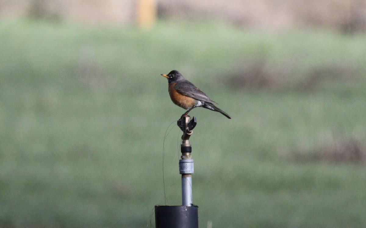 American Robin - ML652095796