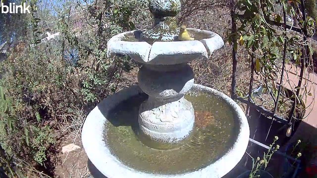 čížek žlutý - ML652096269