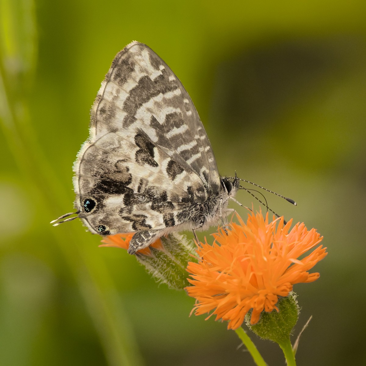 Common Bush Blue - ML652096454