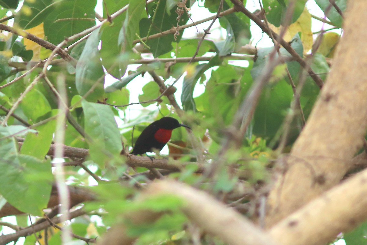 Рубиновогрудая нектарница - ML652096592