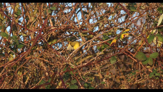 Northern Yellow Warbler - ML652096999