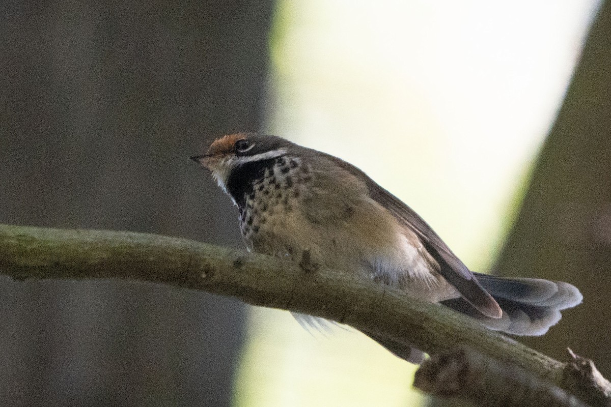 Australian Rufous Fantail - ML652097095