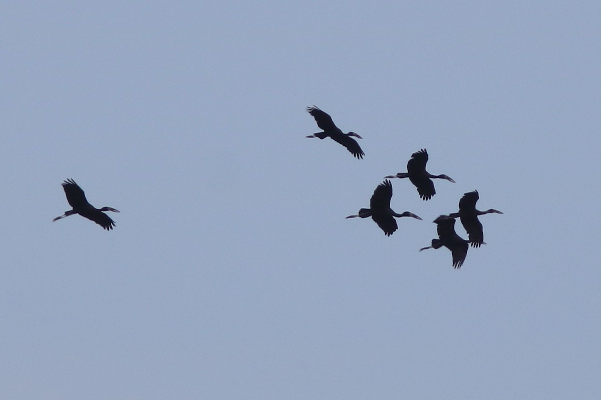 Африканский аист-разиня - ML652097144