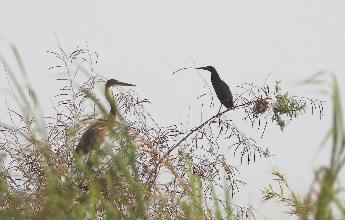 Рыжебрюхая цапля - ML652097207