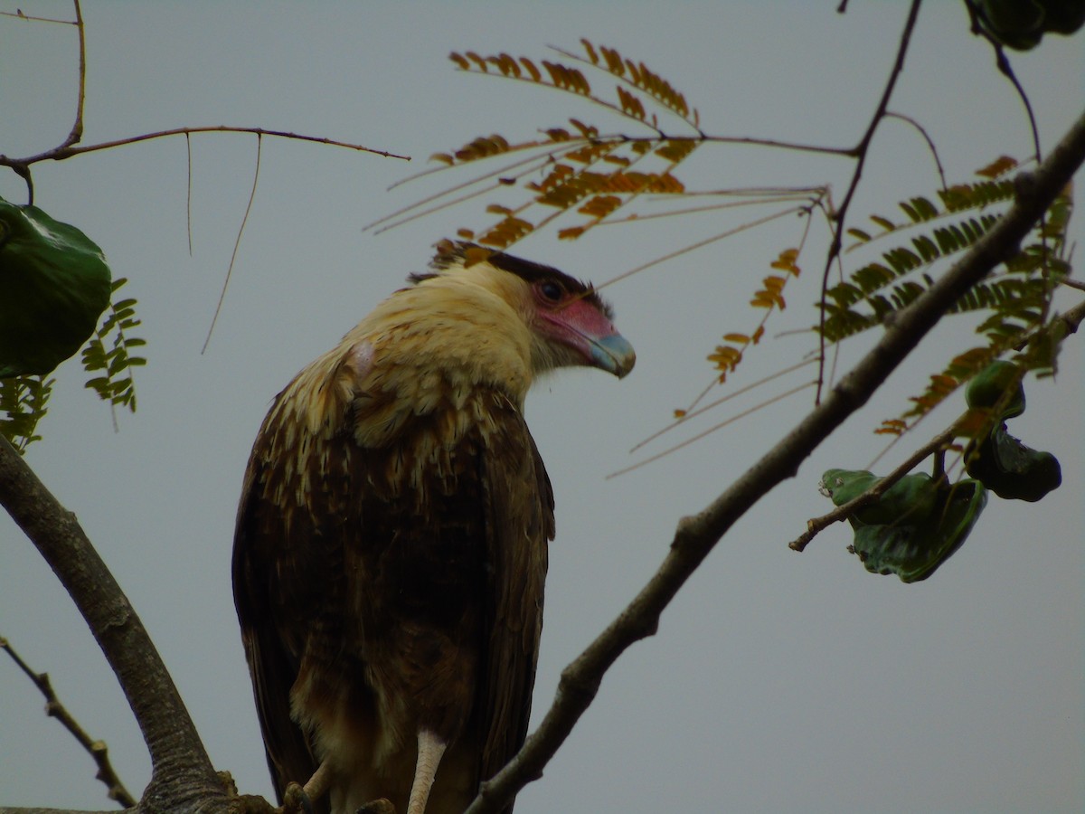 Crested Caracara - ML652097342