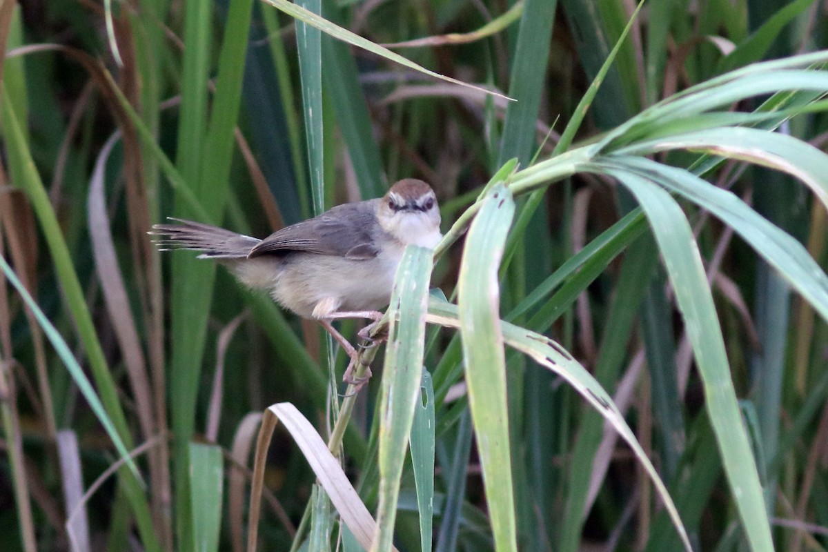 Kilombero Cisticola - ML652097361