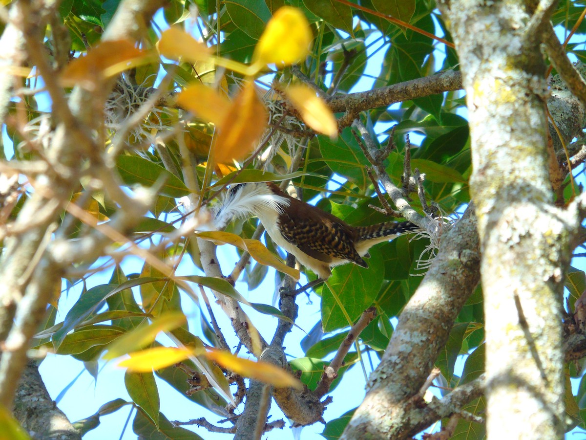 Rufous-backed Wren - ML652097380
