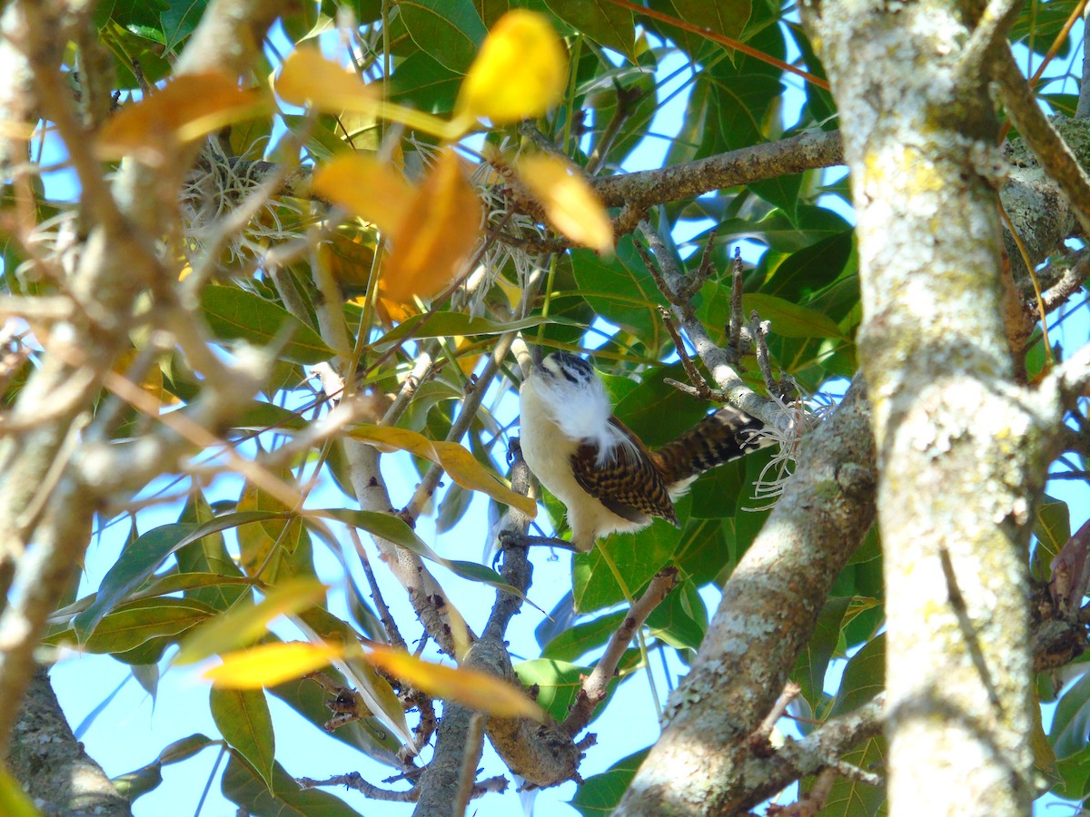 Rufous-backed Wren - ML652097381