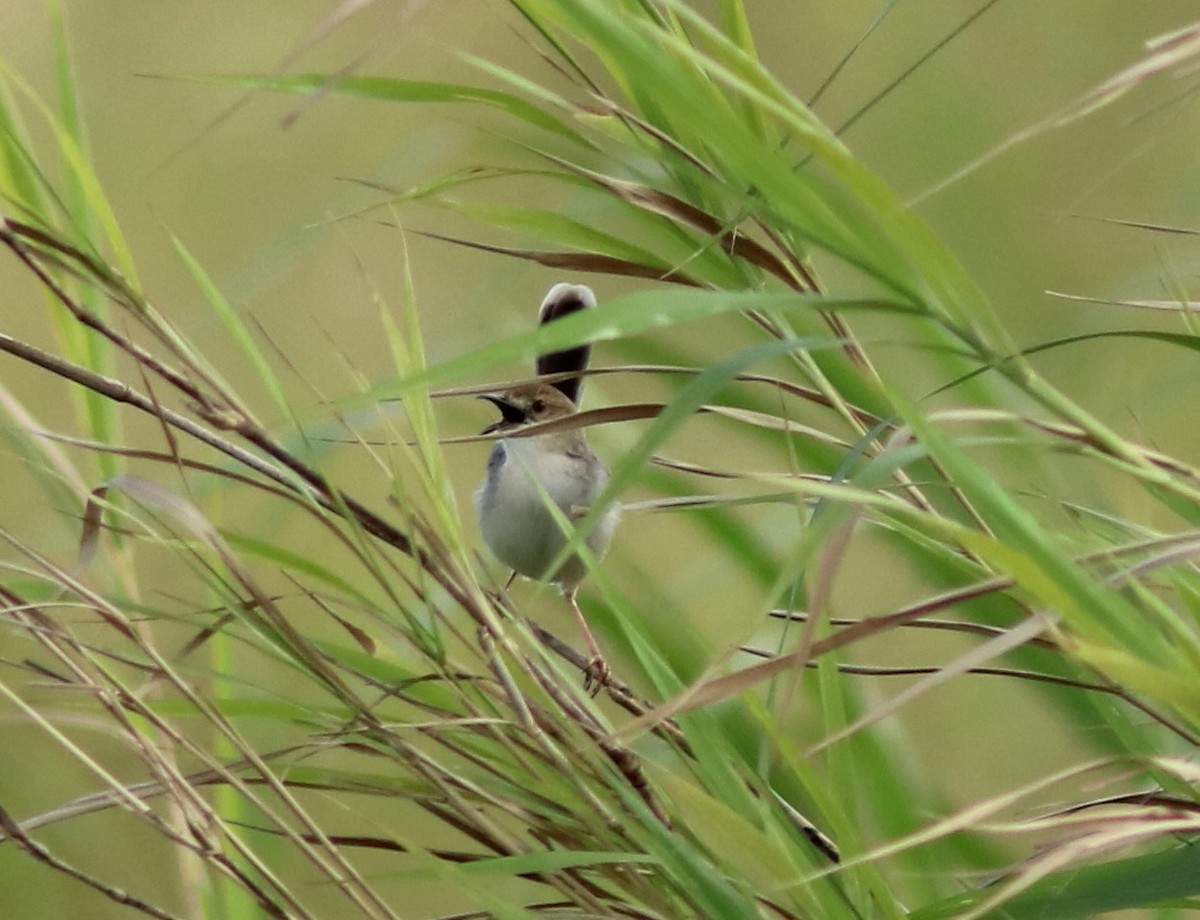 White-tailed Cisticola - ML652097427