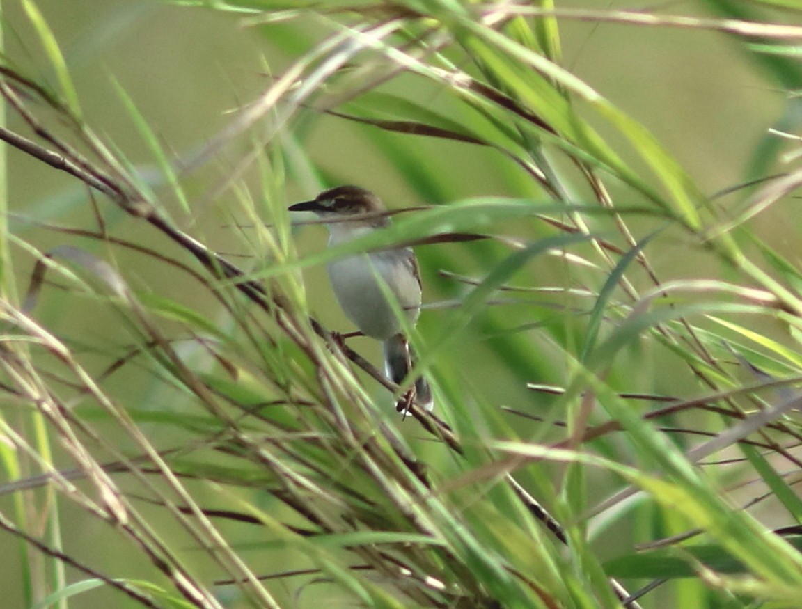 White-tailed Cisticola - ML652097479