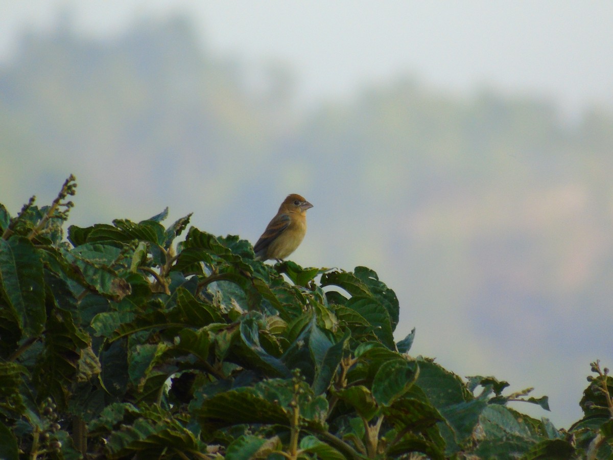 Blue Grosbeak - ML652097510