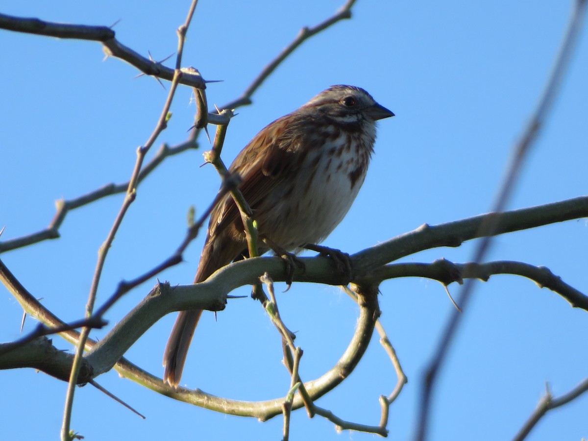 Bruant chanteur - ML652097517