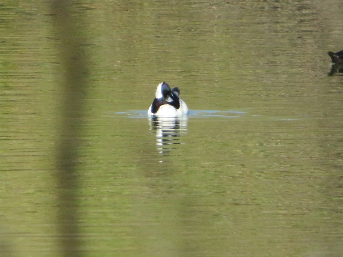 Petit Garrot - ML652097523