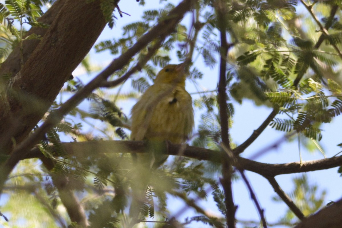 Sudan Golden Sparrow - ML652097526