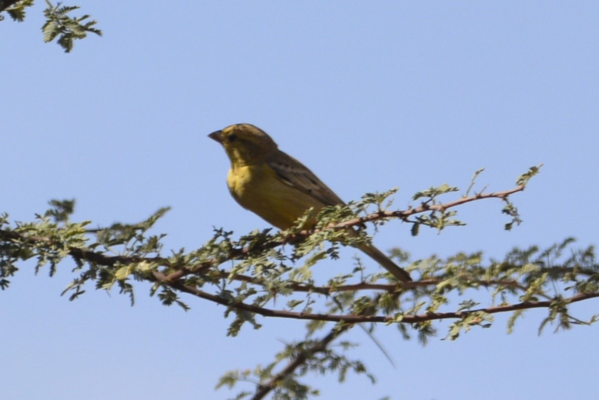 Sudan Golden Sparrow - ML652097527