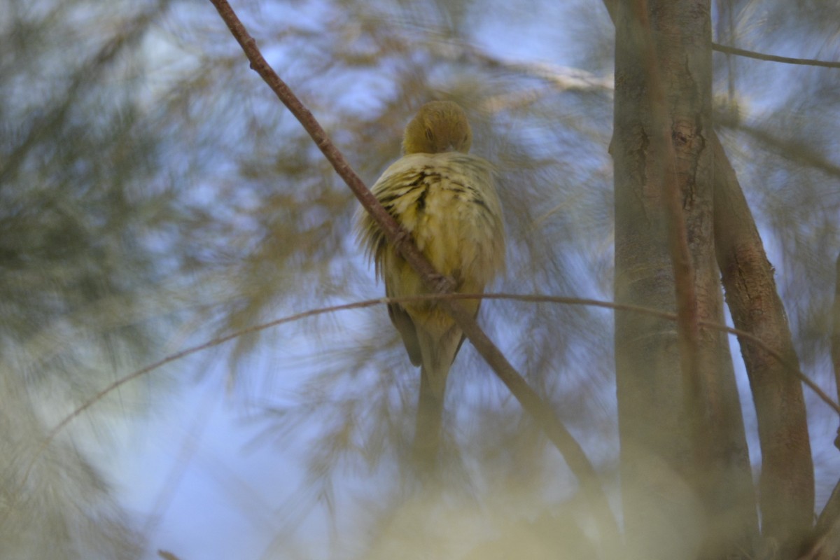 Sudan Golden Sparrow - ML652097529