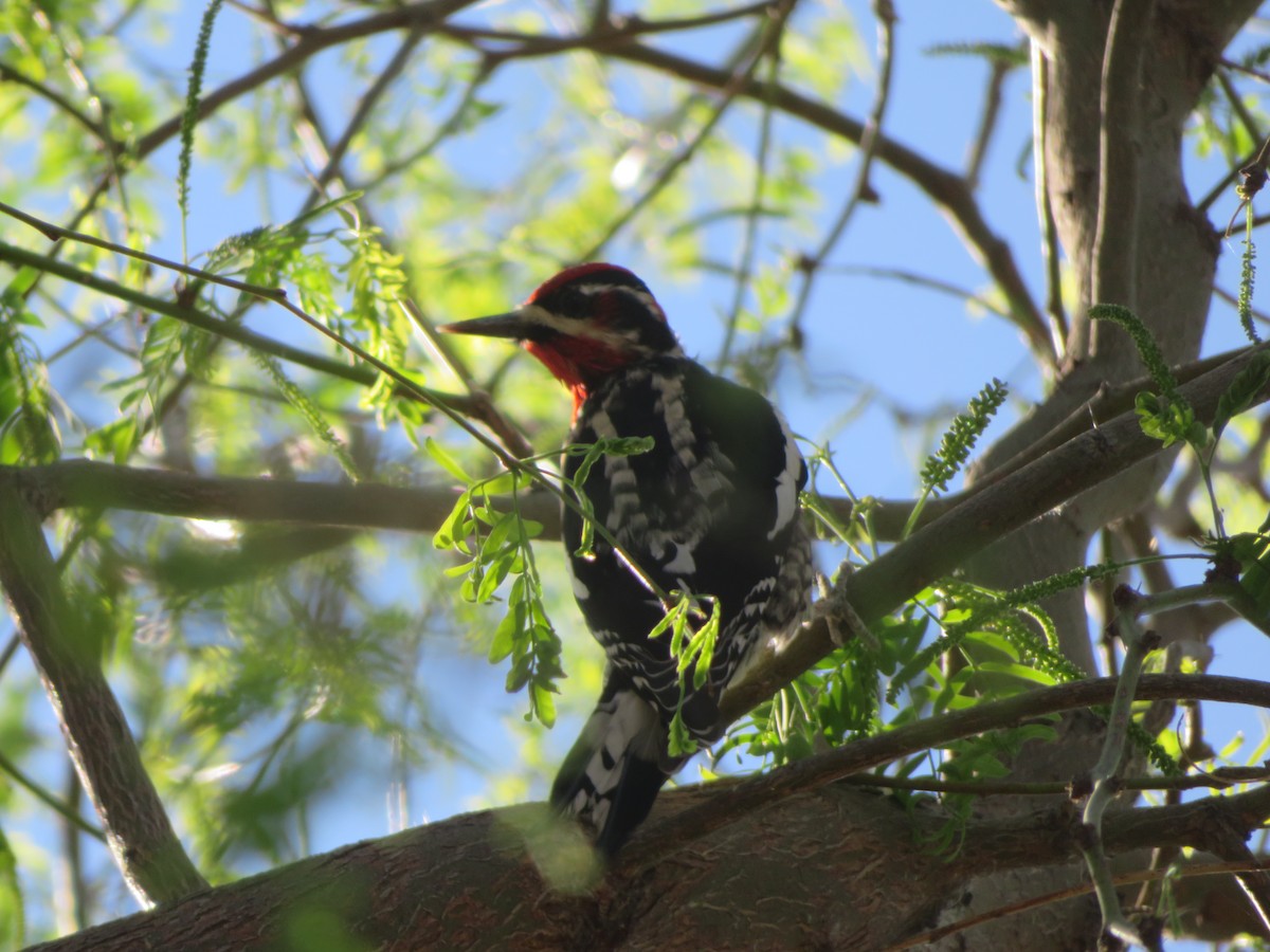 Pic à nuque rouge - ML652097558