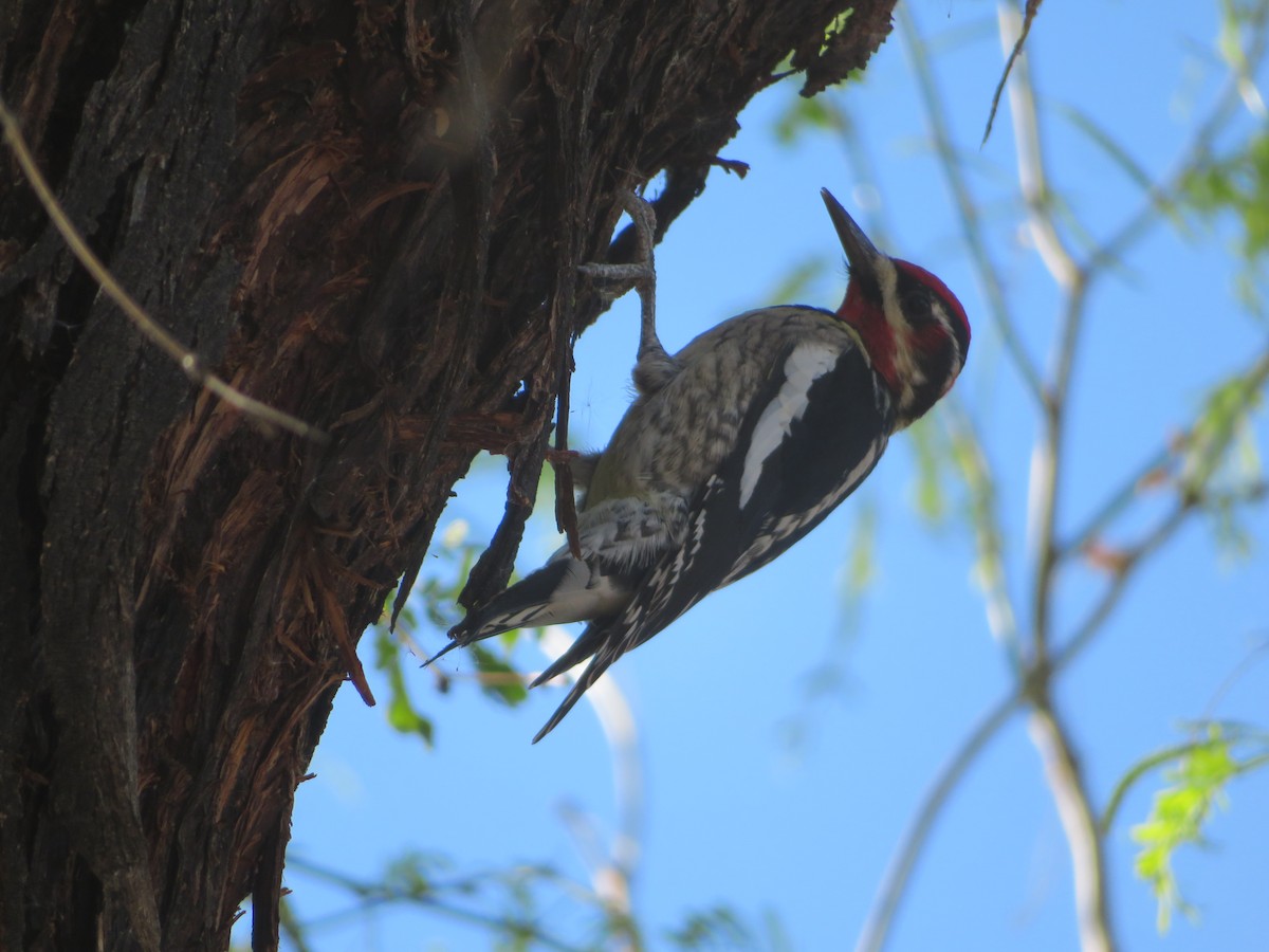 Pic à nuque rouge - ML652097559