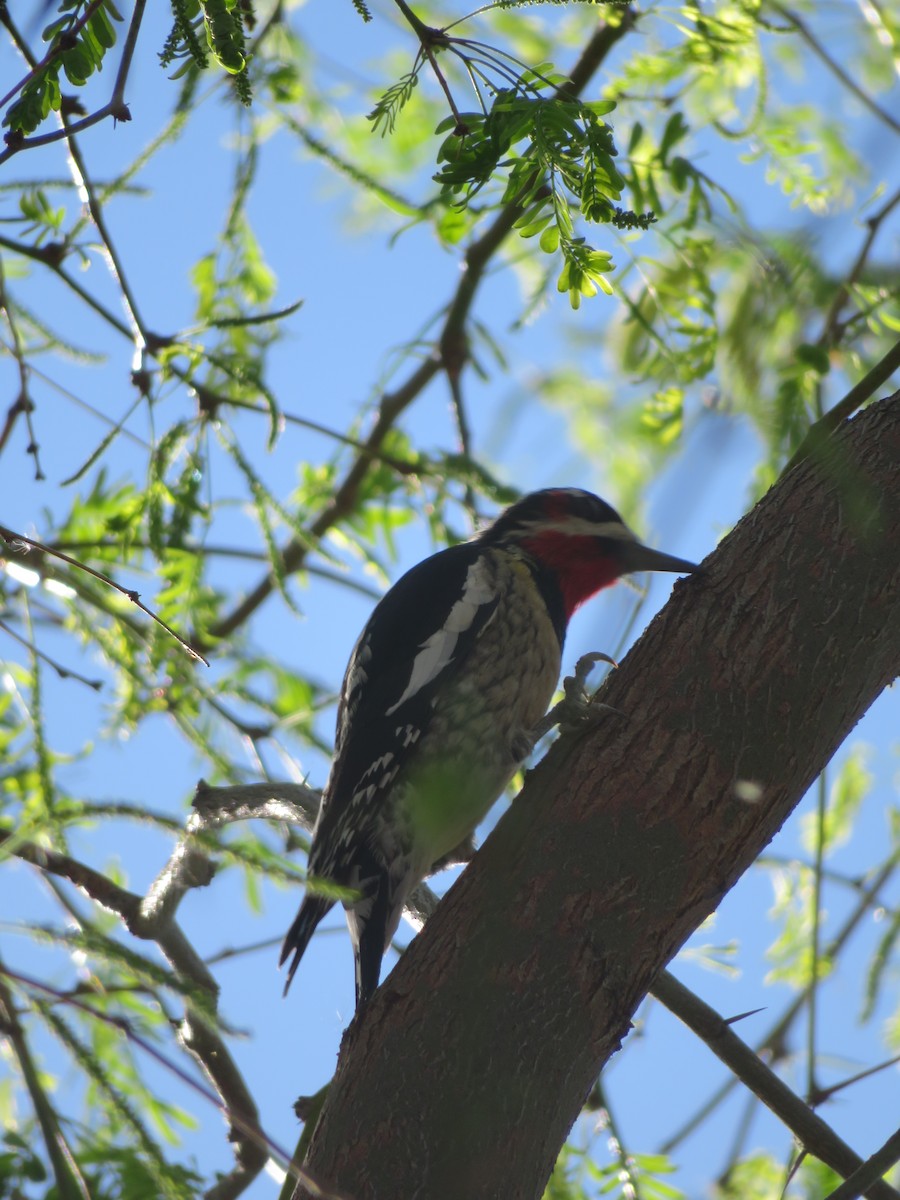 Pic à nuque rouge - ML652097560