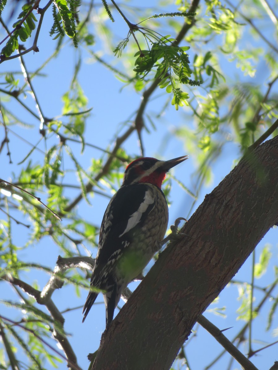 Pic à nuque rouge - ML652097561