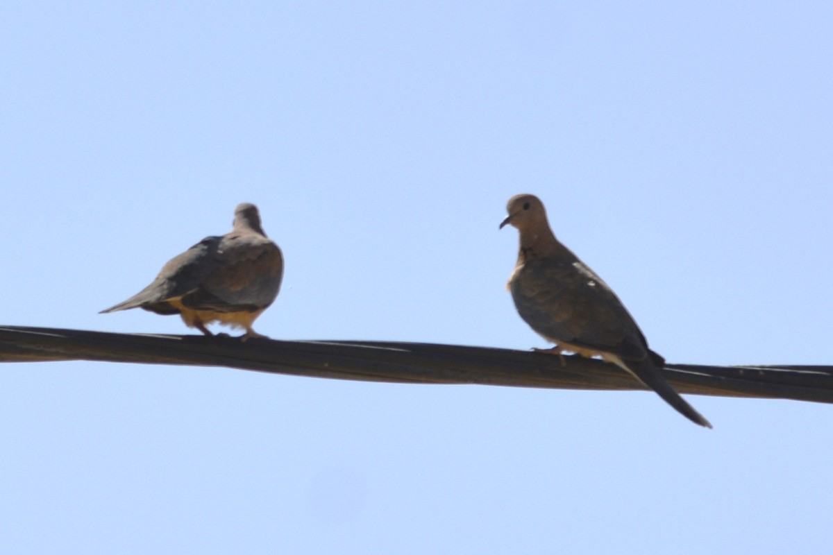 Laughing Dove - ML652097602