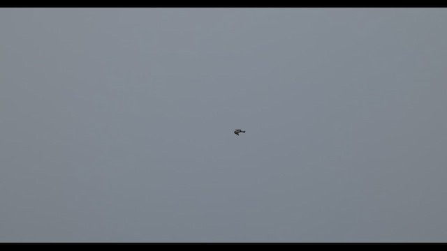 Aquila minore - ML652097739