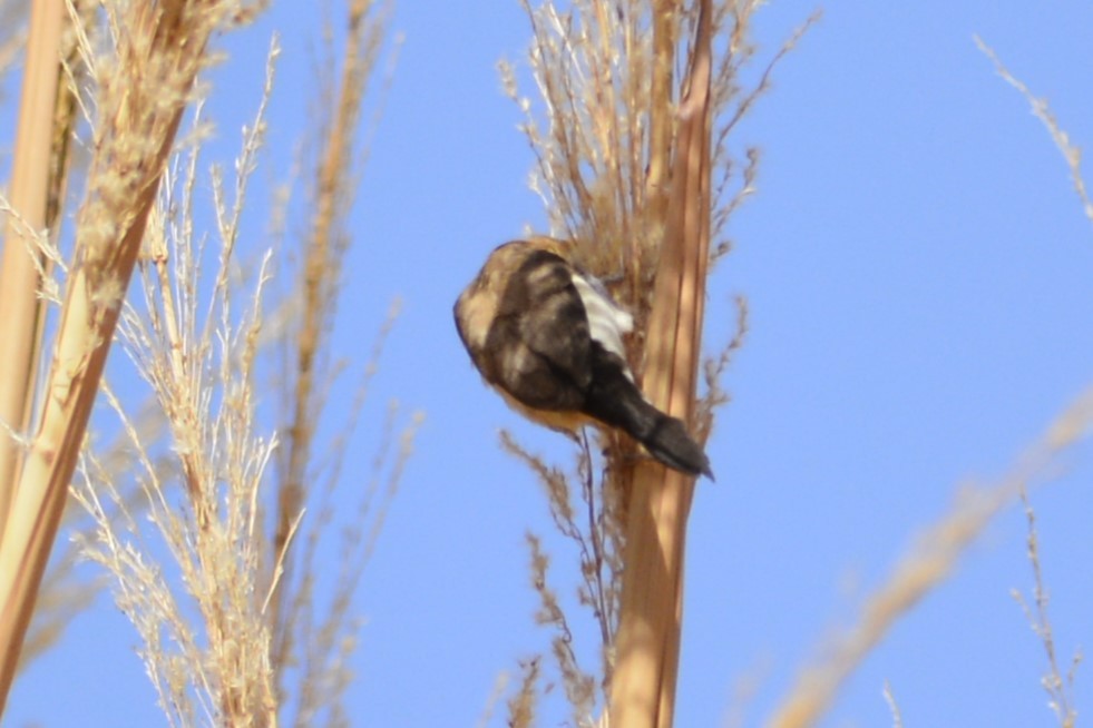 African Silverbill - ML652097793