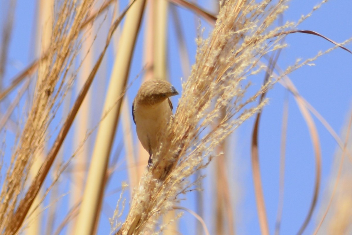 African Silverbill - ML652097794