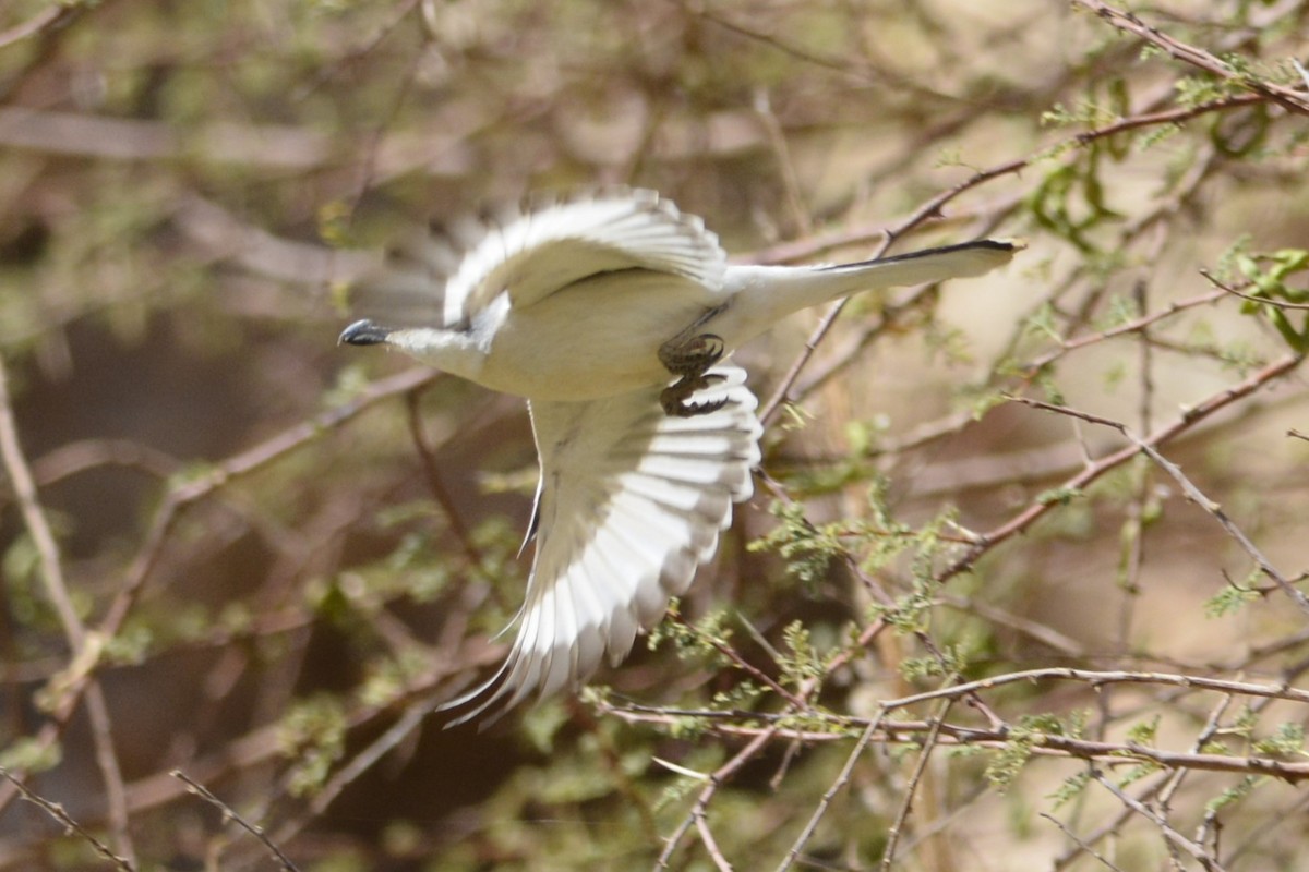 Great Gray Shrike - ML652097846
