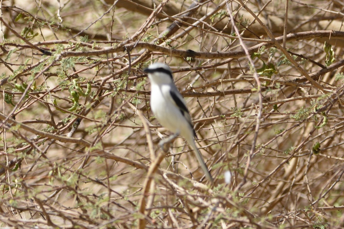 Great Gray Shrike - ML652097847