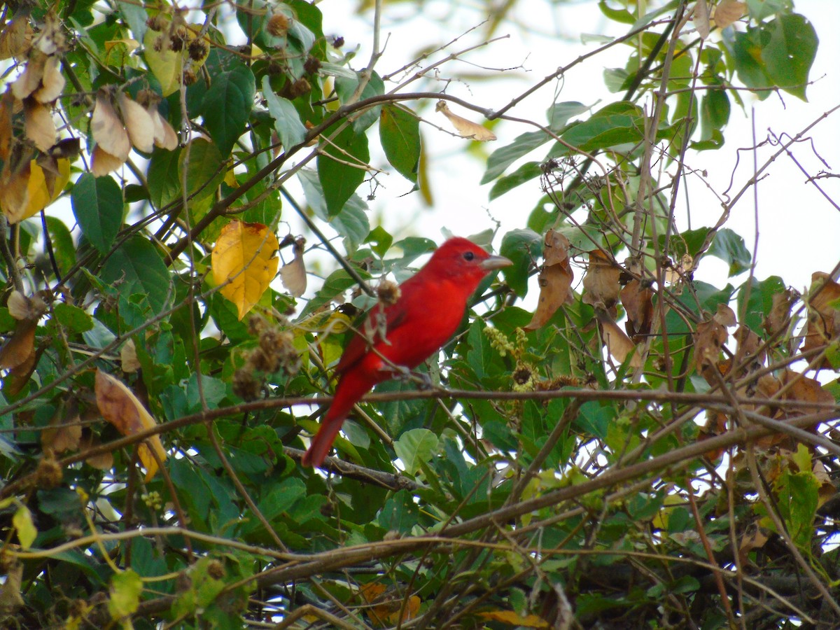 Summer Tanager - ML652097865