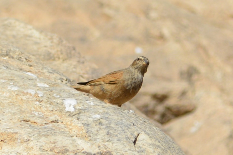 House Bunting - ML652097891