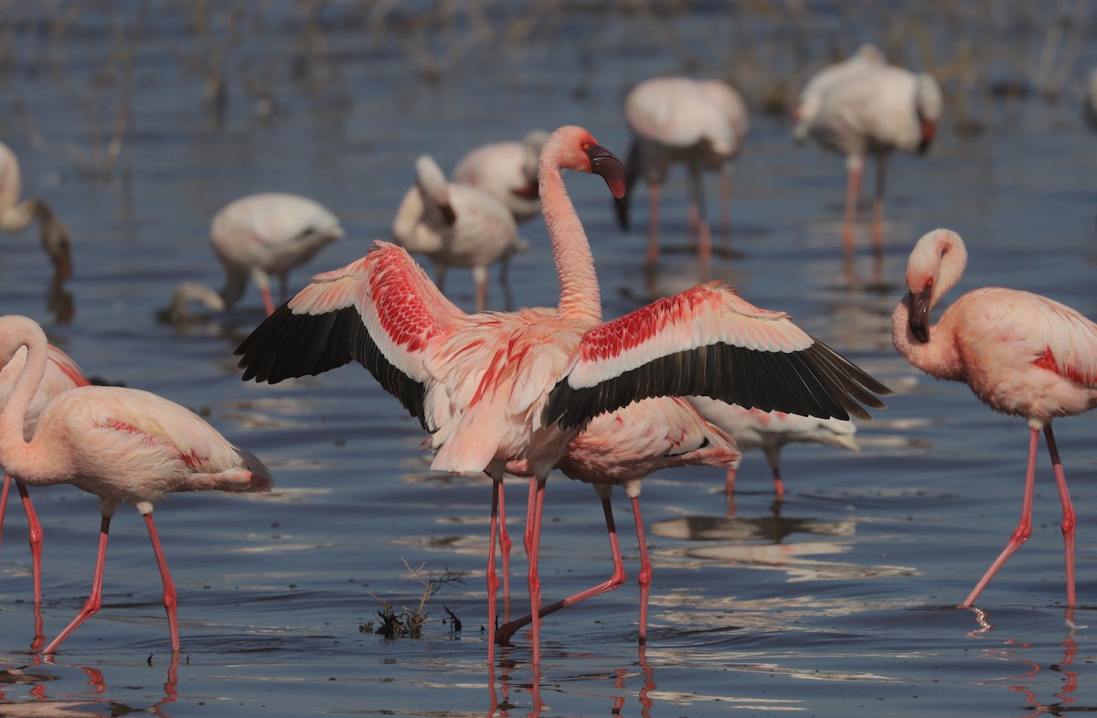 Lesser Flamingo - ML652097909