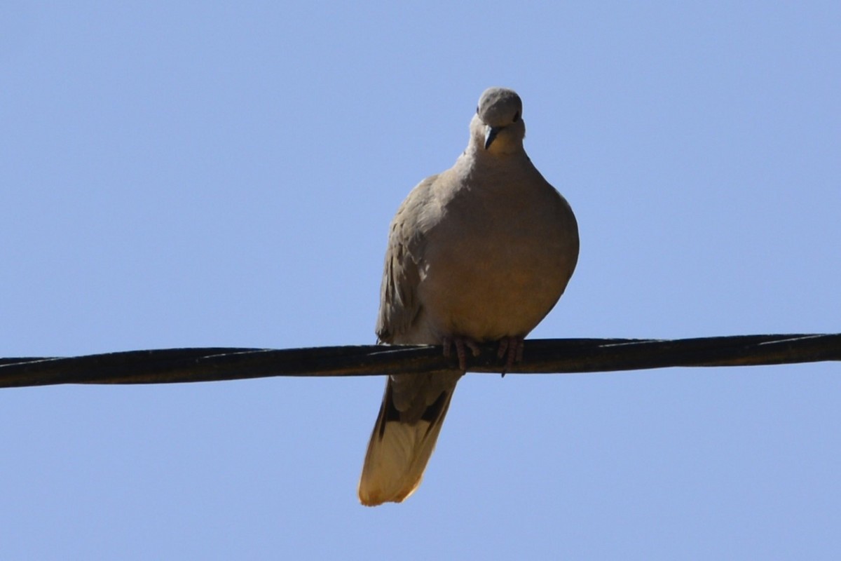 Eurasian Collared-Dove - ML652097949