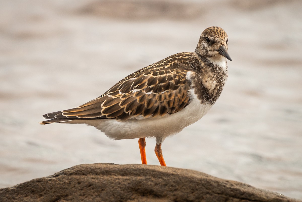 Ruddy Turnstone - ML652097951