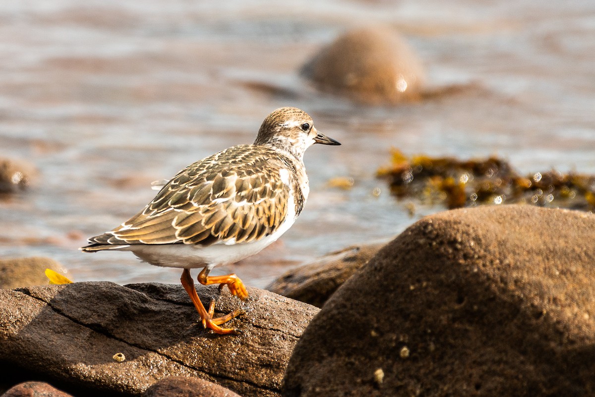 Ruddy Turnstone - ML652097952