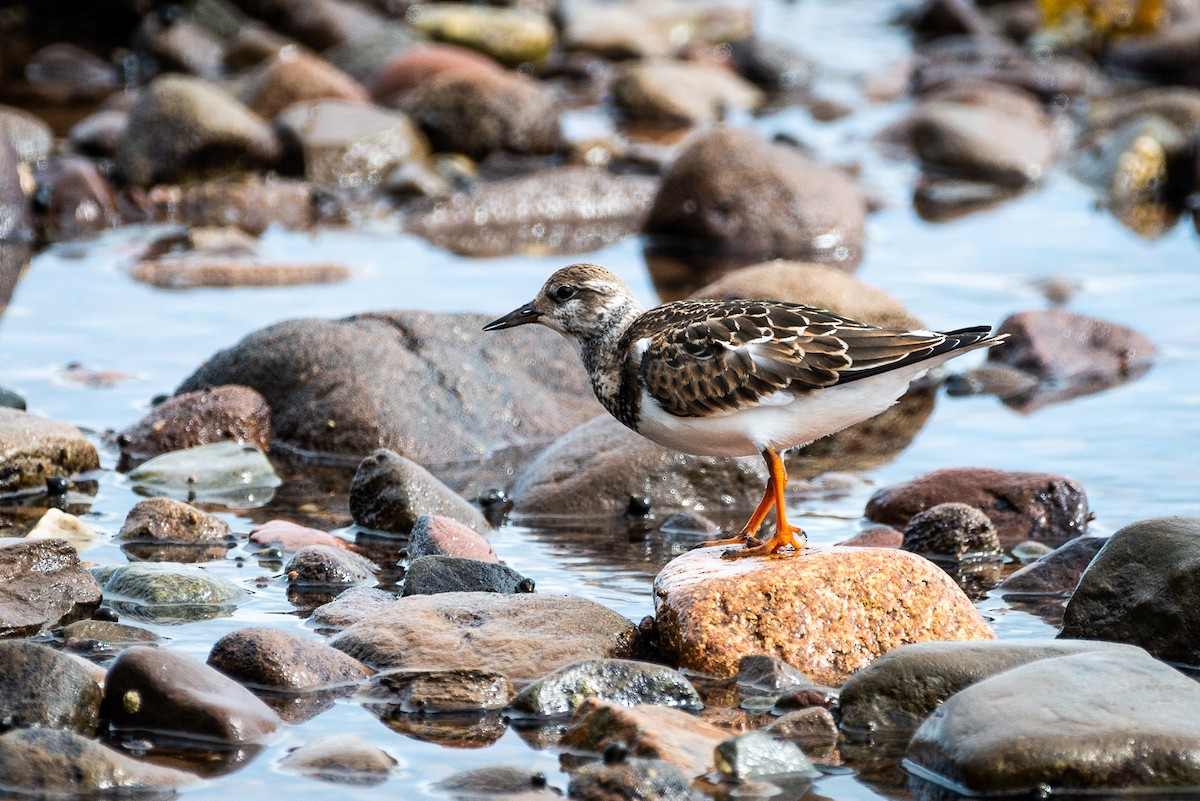Ruddy Turnstone - ML652097953