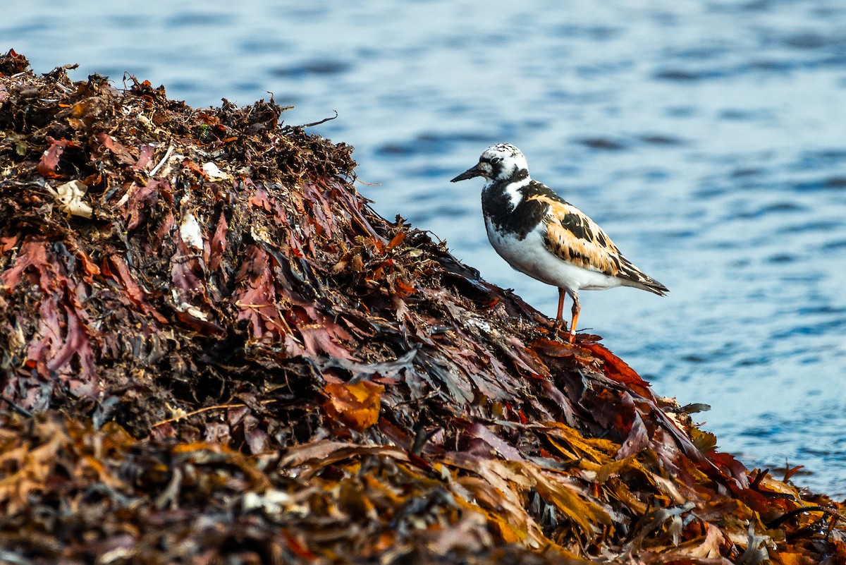 Ruddy Turnstone - ML652097954